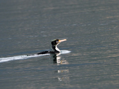 Leucocarbo carunculatus