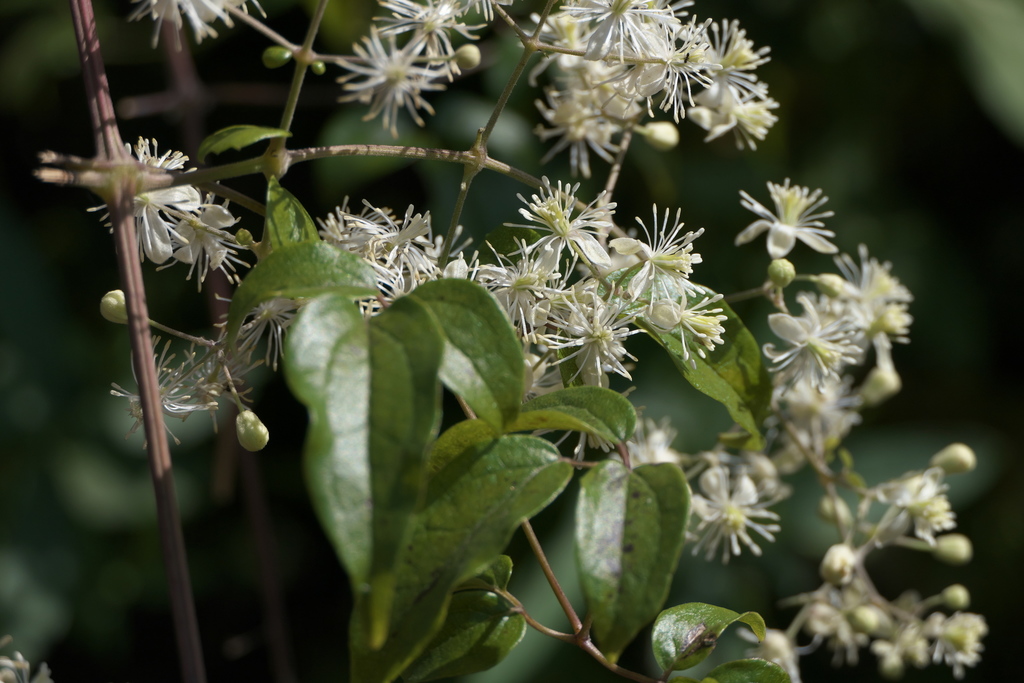 Indian Clematis