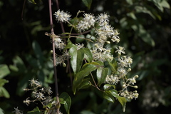 Clematis gouriana
