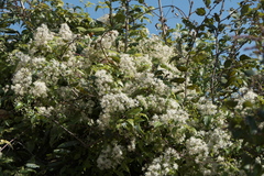 Clematis gouriana