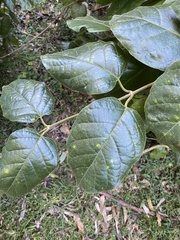 Parsonsia fulva