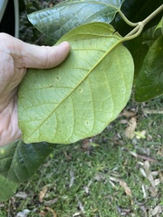 Parsonsia fulva