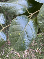 Parsonsia fulva