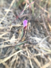 Clarkia franciscana