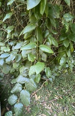 Parsonsia fulva