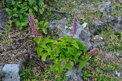 Coleus formosanus