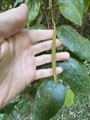 Parsonsia fulva