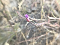 Clarkia franciscana
