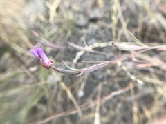 Clarkia franciscana