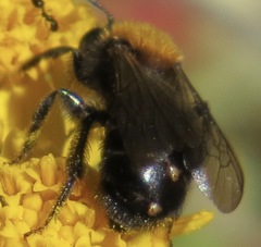 Strepsiptera