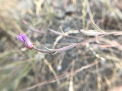 Clarkia franciscana
