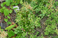 Centaurium japonicum