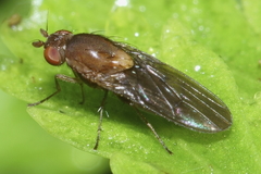 Allophylopsis