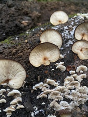 Crepidotus fuscovelutinus