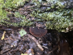 Crepidotus fuscovelutinus