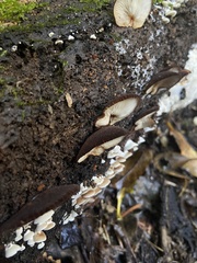 Crepidotus fuscovelutinus