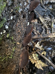 Crepidotus fuscovelutinus