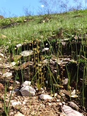 Drosera heterophylla