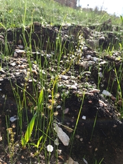 Drosera heterophylla