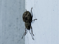 Calomycterus setarius