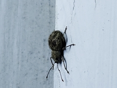 Calomycterus setarius