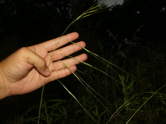 Hesperostipa spartea