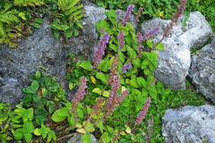 Coleus formosanus