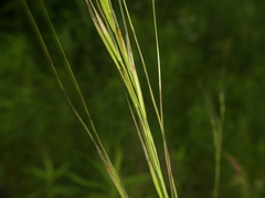 Hesperostipa spartea