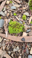 Pseudocrossidium crinitum