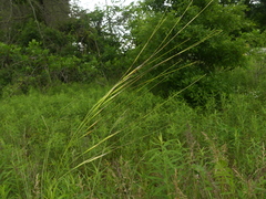 Hesperostipa spartea