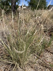 Hesperostipa