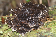 Phellodon nothofagi