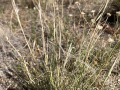 Hesperostipa