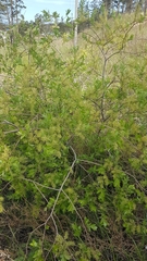 Salix divaricata