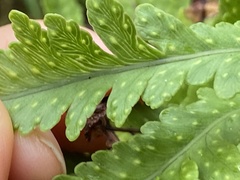 Polypodium pellucidum