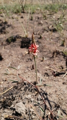 Indigofera psoraloides