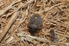 Holcostethus abbreviatus