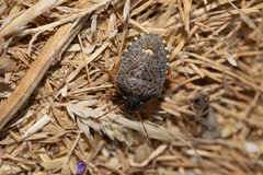 Holcostethus abbreviatus