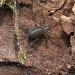 Amaurobioidea
