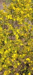 Hypericum limosum