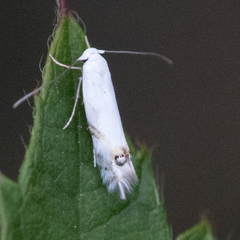 Leucoptera laburnella