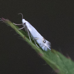 Leucoptera laburnella