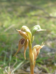 Pterostylis praetermissa