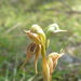 Pterostylis praetermissa - Photo (c) Alan, some rights reserved (CC BY-NC), uploaded by Alan