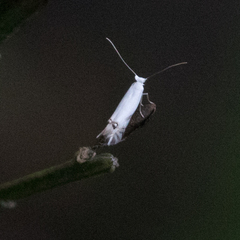 Leucoptera laburnella