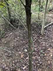 Chrysophyllum cainito