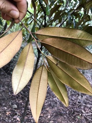 Chrysophyllum cainito