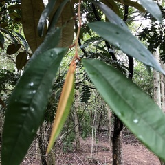 Chrysophyllum cainito