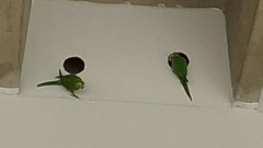 Psittacara chloropterus