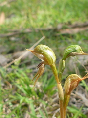 Pterostylis praetermissa